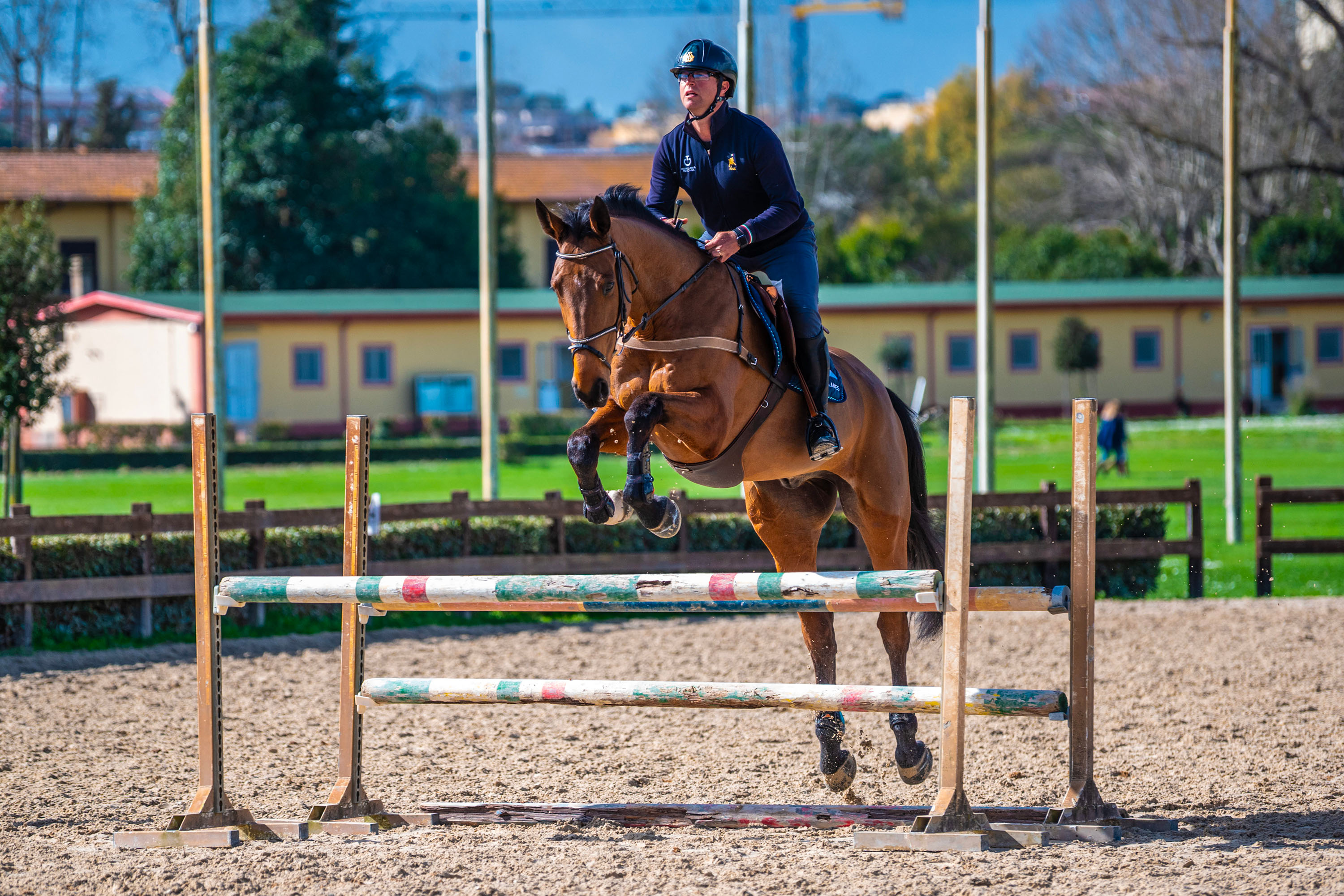 Sport horse in motion