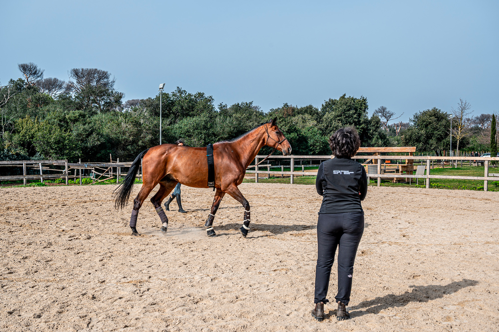 Sport horse moving freely